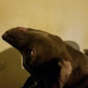 Meet your Posher, Joseph